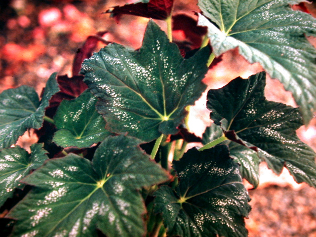 B. (cathayana x unknown)